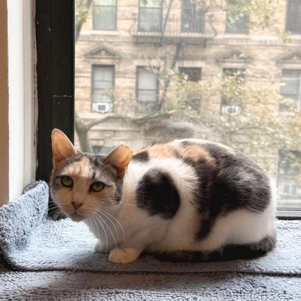 A girl called Bryonia Bristol, a Adoptable Domestic Short Hair in Brooklyn, NY image 1/3