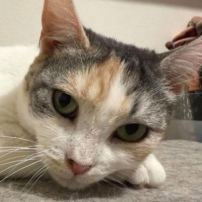 A girl called Bryonia Bristol, a Adoptable Domestic Short Hair in Brooklyn, NY image 2/3