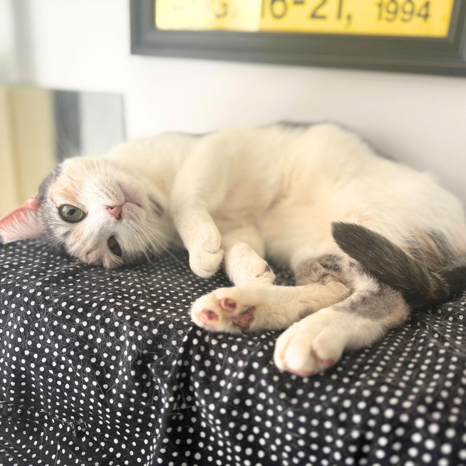 Enlarge A girl called Bryonia Bristol, a Adoptable Domestic Short Hair in Brooklyn, NY image 2/3