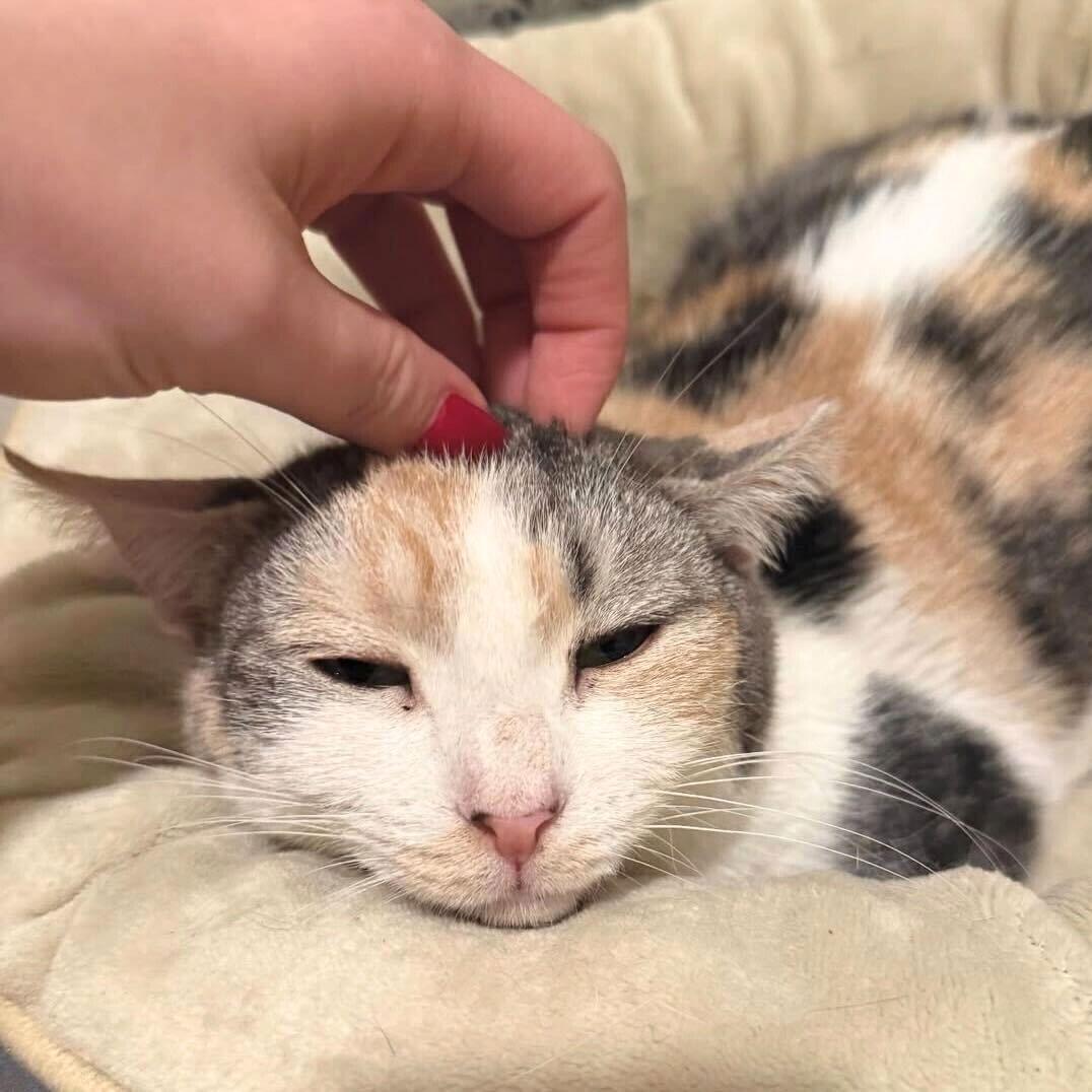 A girl called Bryonia Bristol, a Adoptable Domestic Short Hair in Brooklyn, NY image 3/3