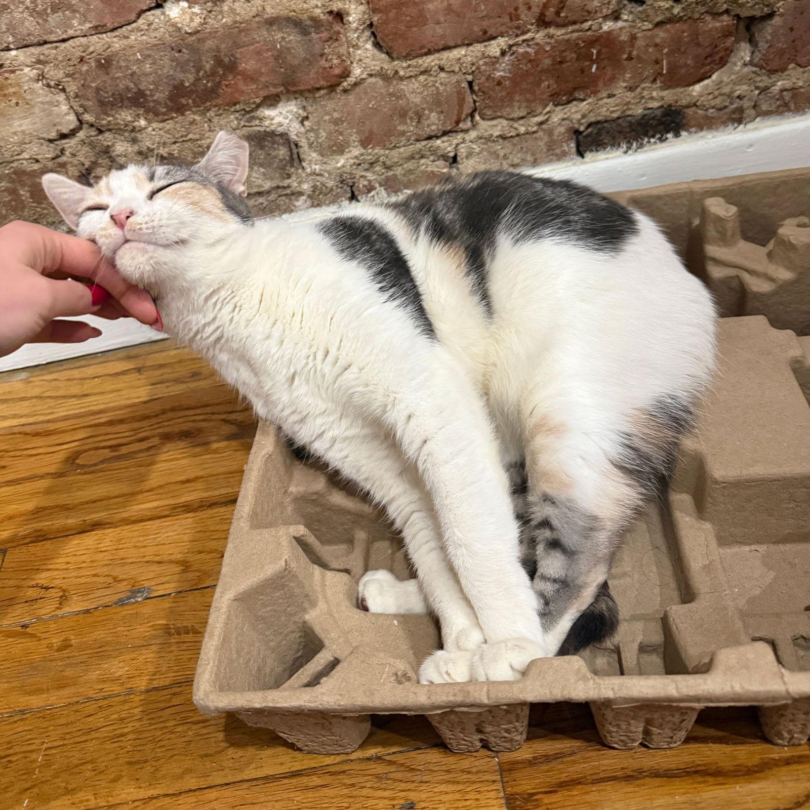 Enlarge A girl called Bryonia Bristol, a Adoptable Domestic Short Hair in Brooklyn, NY image 3/3