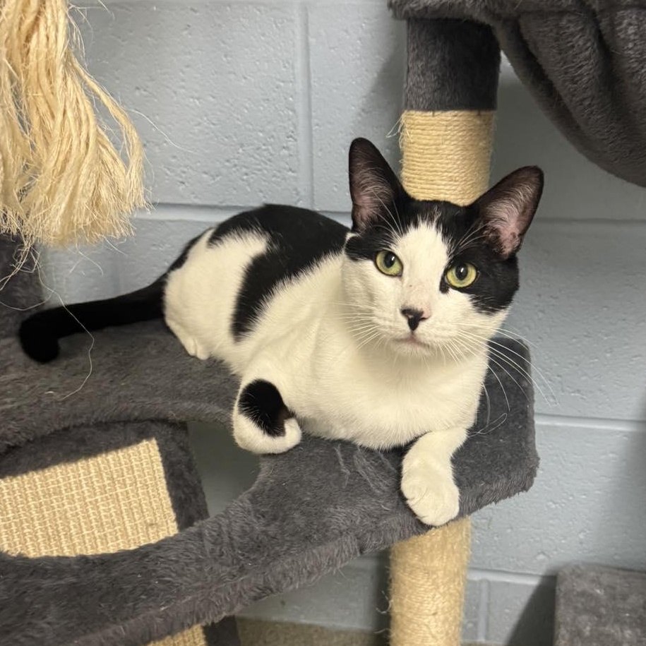 Meowtthew, Adult Male Domestic Short Hair