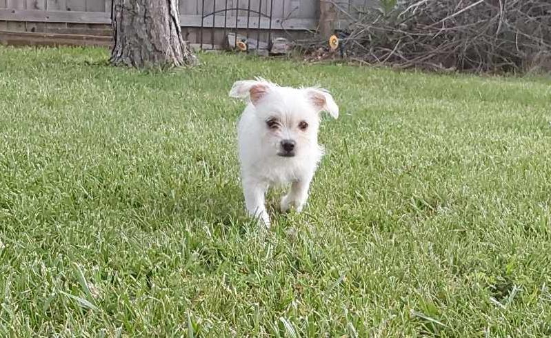 Lucky, Adopted, Adult Male Chihuahua & Shih Tzu.