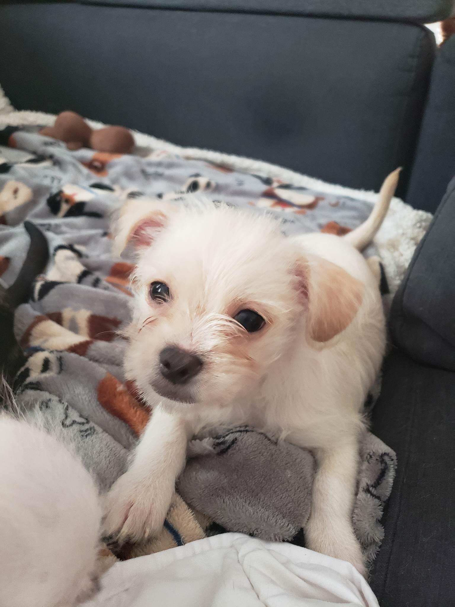 Lucky, a Adopted mixed breed in Columbia, MO image 3/6