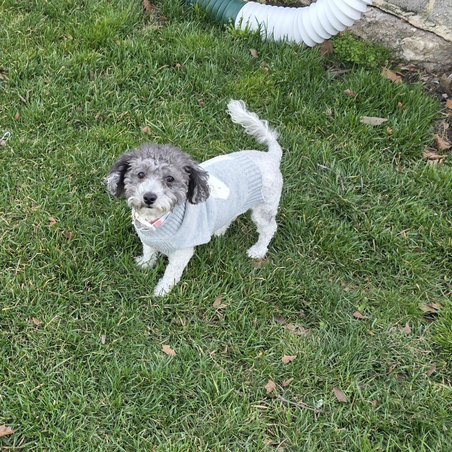 Enlarge Willow, a ADOPTABLE mixed breed in York, PA image 3/3