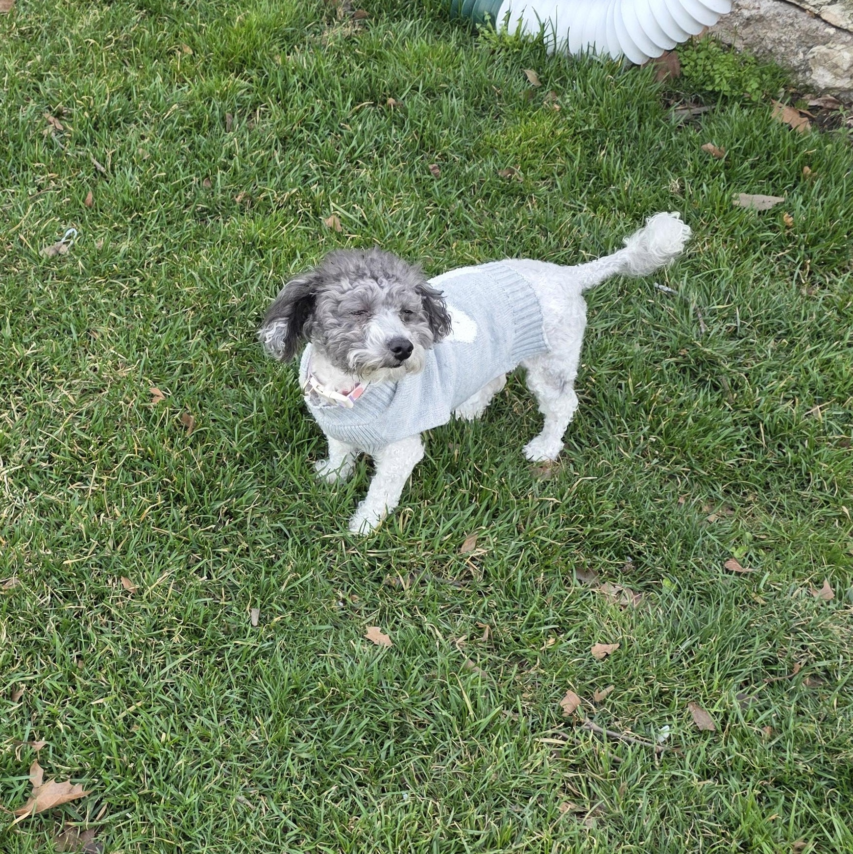 Enlarge Willow, a ADOPTABLE mixed breed in York, PA image 2/3
