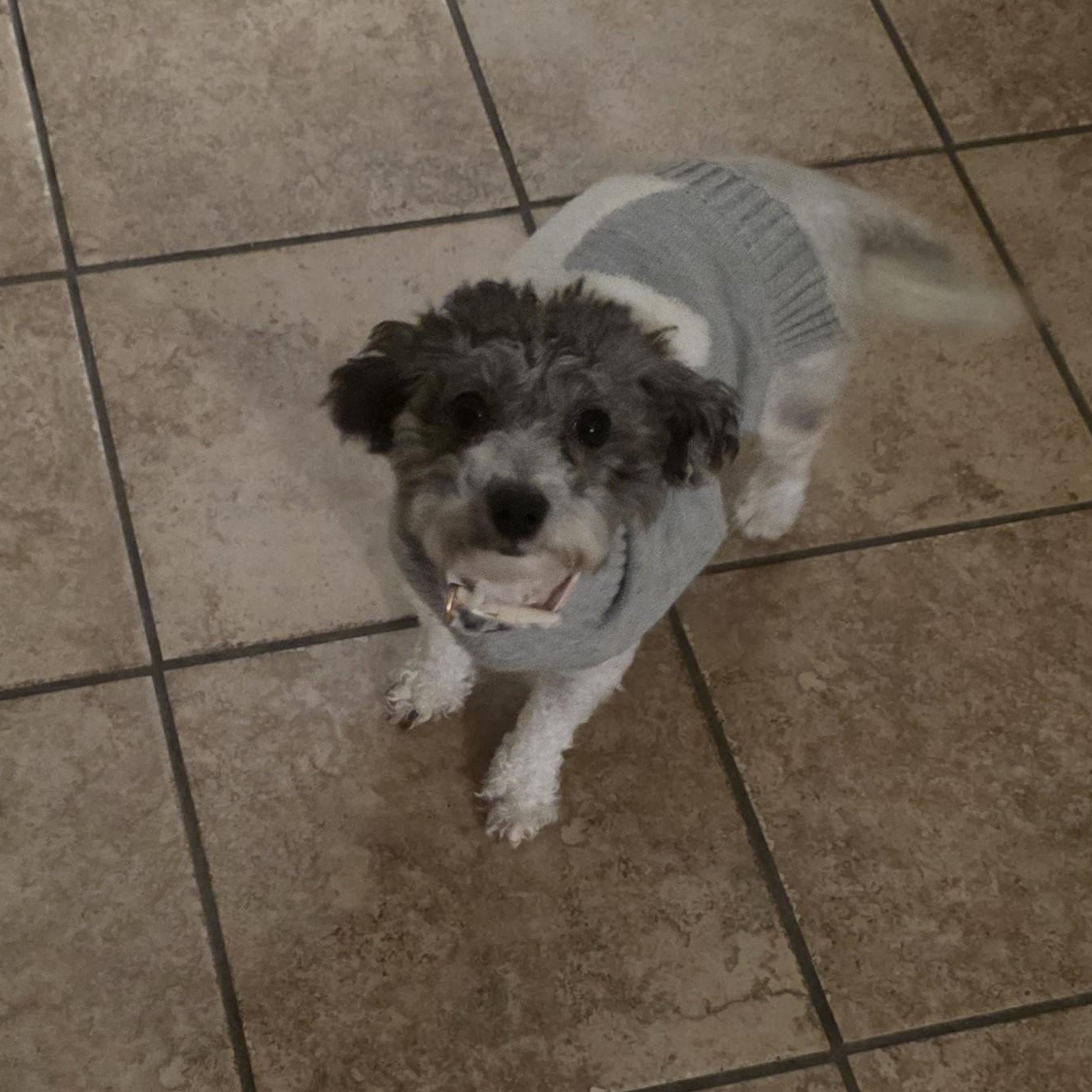 Willow, ADOPTABLE, Adult Female Bichon Frise & Poodle.
