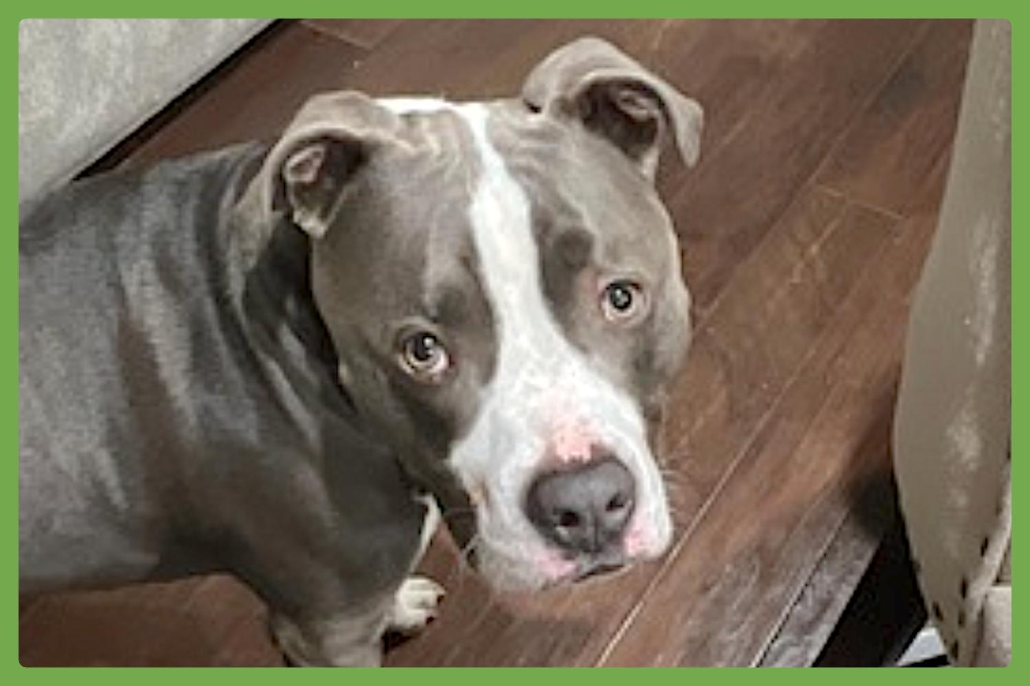 Bleux, a Adoptable Pit Bull Terrier in McKinney, TX image 1/6