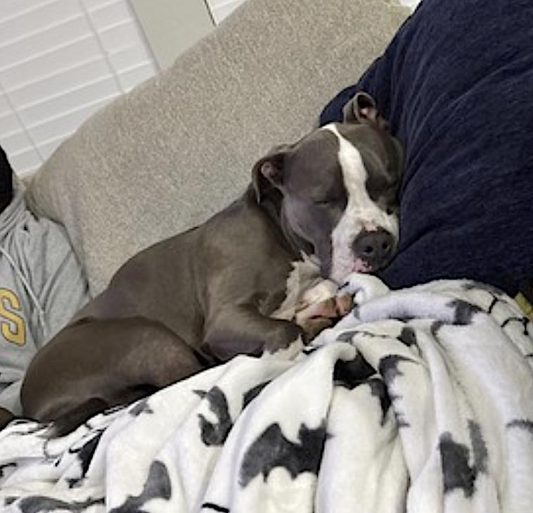 Bleux, a Adoptable Pit Bull Terrier in McKinney, TX image 5/6