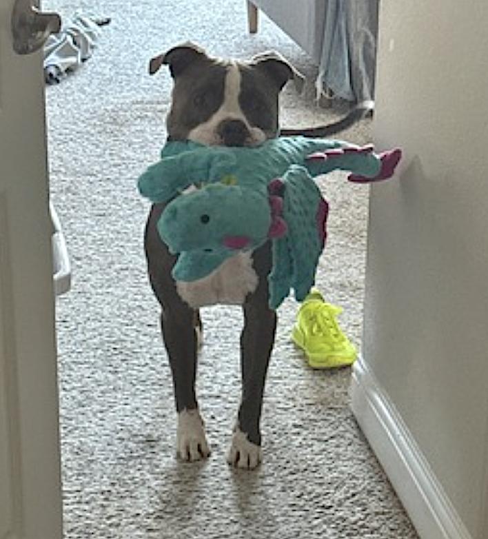 Bleux, a Adoptable Pit Bull Terrier in McKinney, TX image 2/6