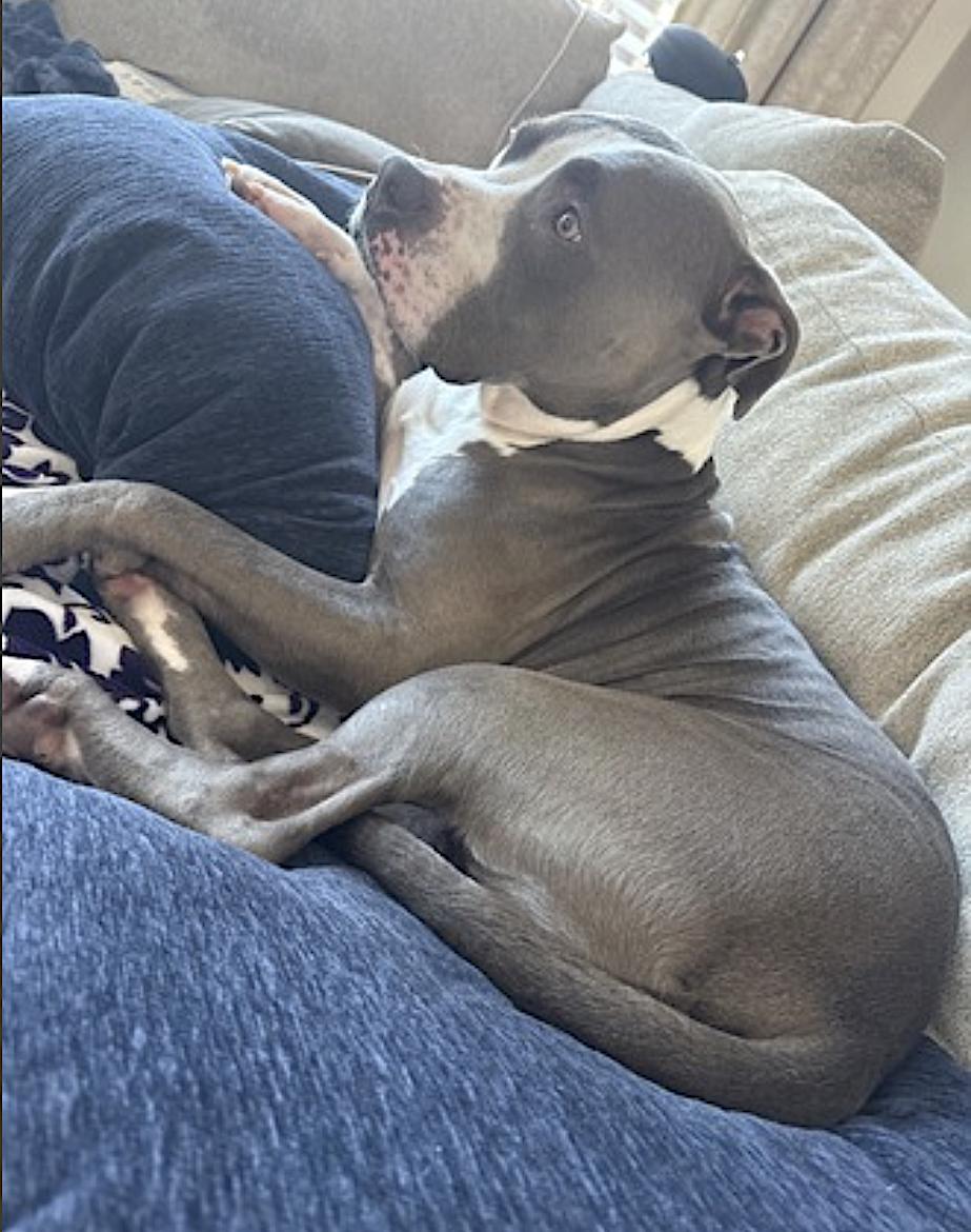 Bleux, a Adoptable Pit Bull Terrier in McKinney, TX image 3/6