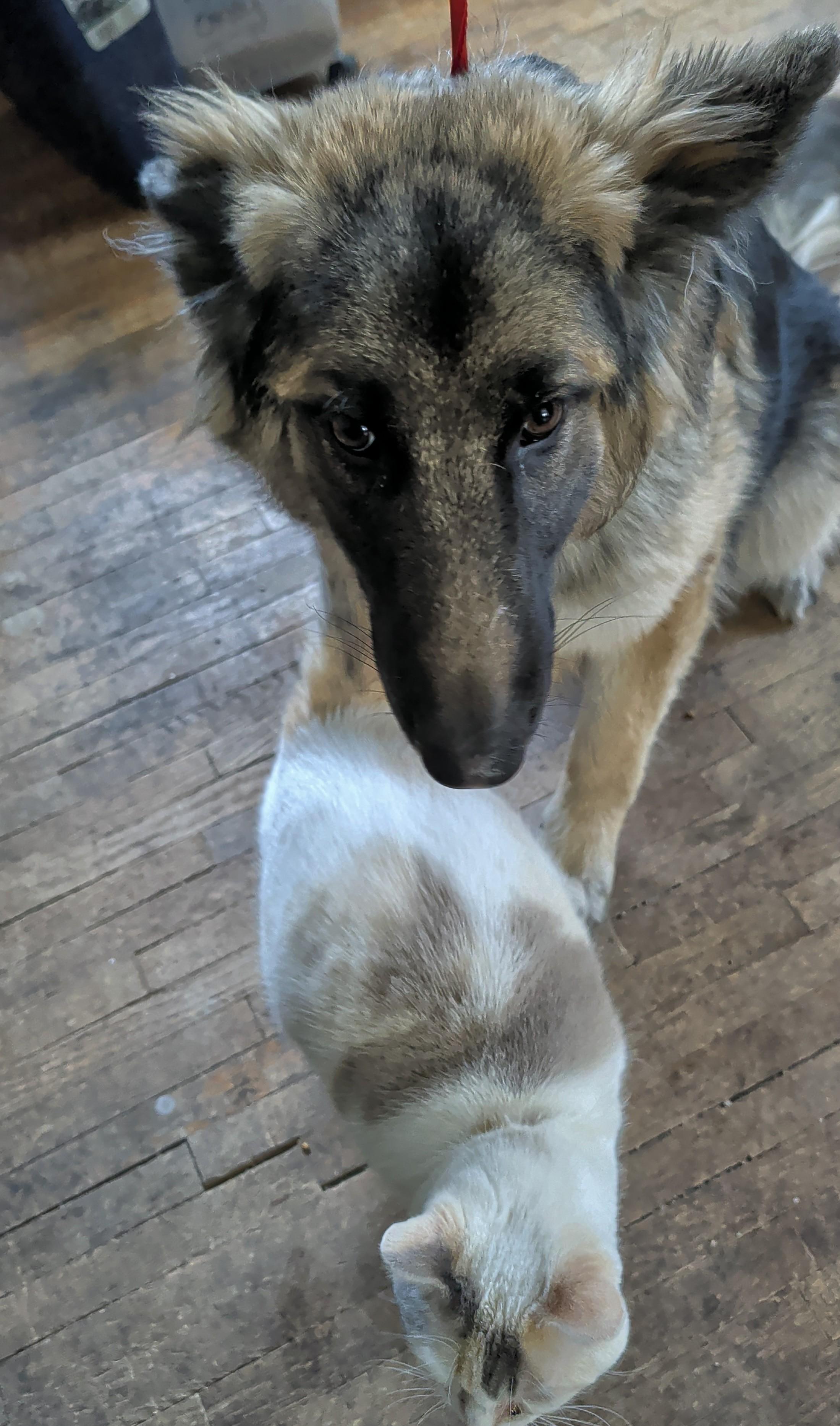 Enlarge Karma, a Adoptable German Shepherd Dog in Brainerd, MN image 4/5