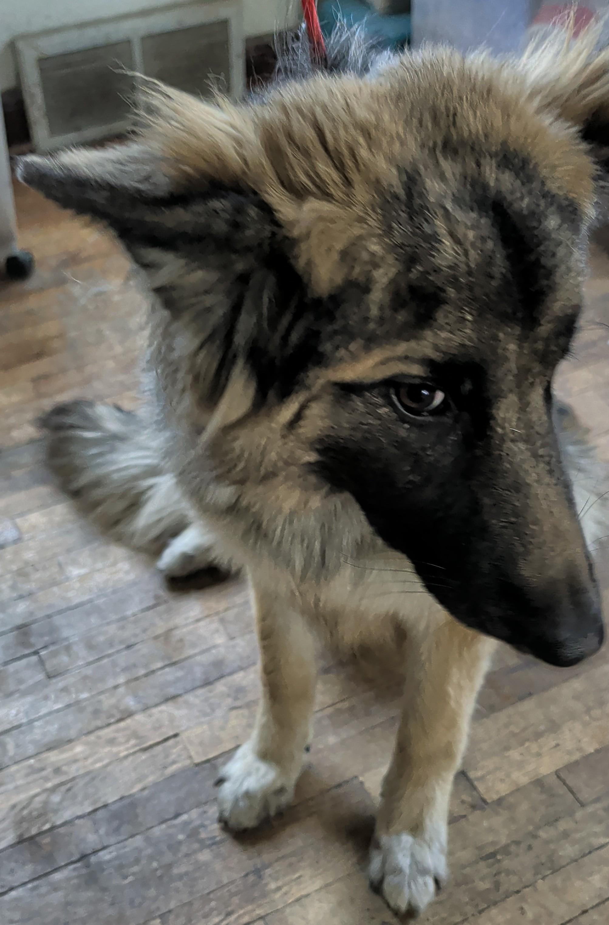 Enlarge Karma, a Adoptable German Shepherd Dog in Brainerd, MN image 3/5