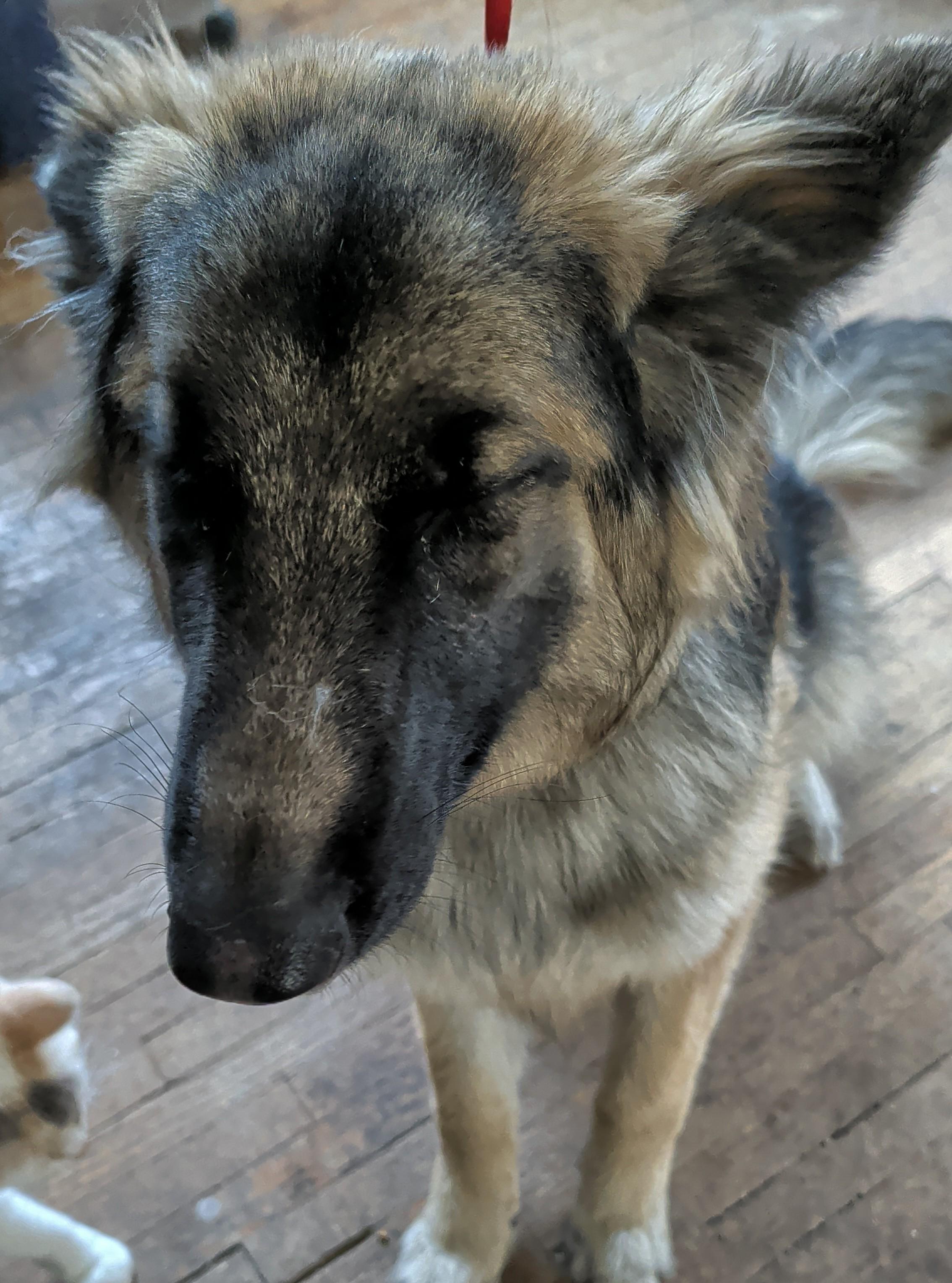 Enlarge Karma, a Adoptable German Shepherd Dog in Brainerd, MN image 2/5