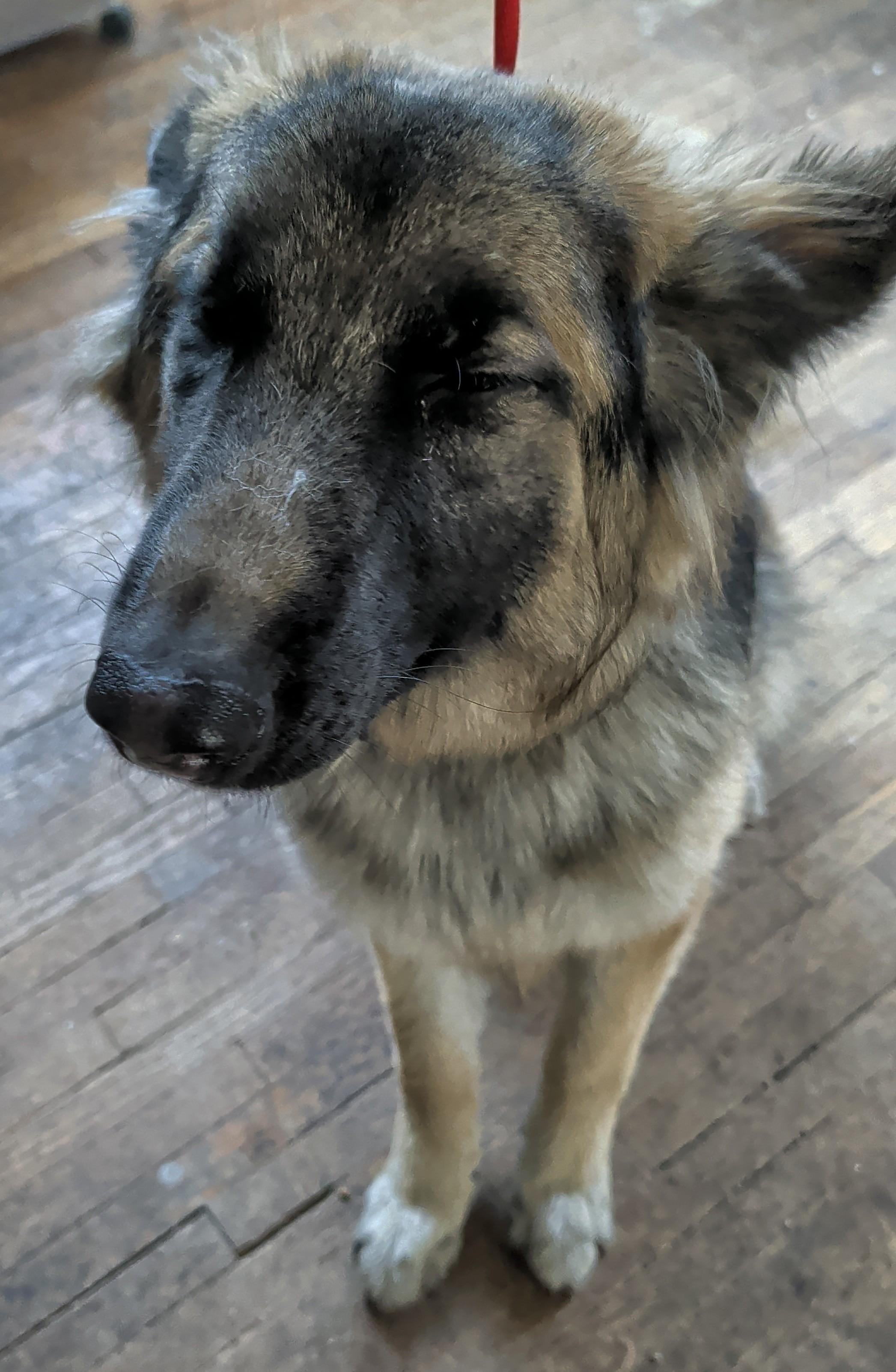 Enlarge Karma, a Adoptable German Shepherd Dog in Brainerd, MN image 1/5