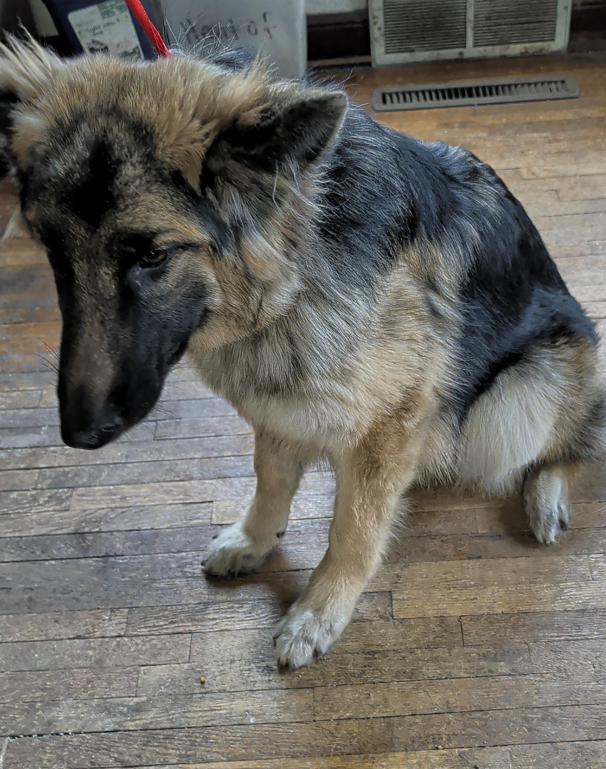 Enlarge Karma, a Adoptable German Shepherd Dog in Brainerd, MN image 5/5