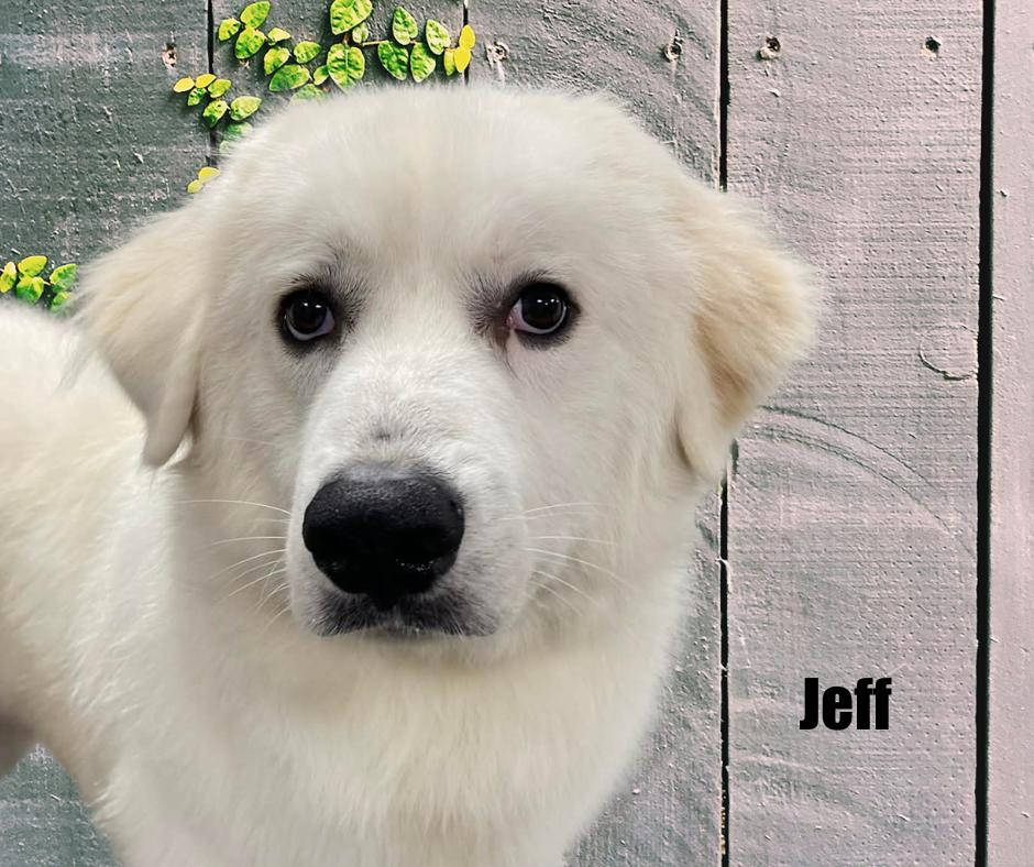 Jeff, a ADOPTABLE Great Pyrenees in Marshville, NC image 1/3