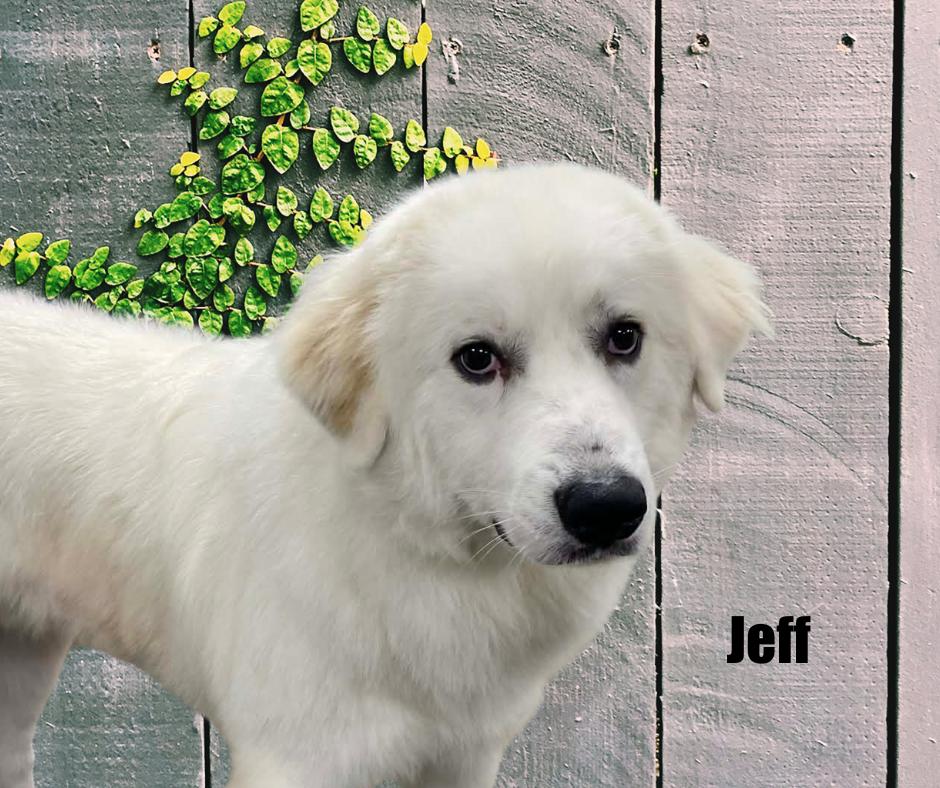 Jeff, a ADOPTABLE Great Pyrenees in Marshville, NC image 3/3