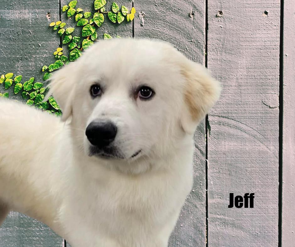 Jeff, a ADOPTABLE Great Pyrenees in Marshville, NC image 2/3