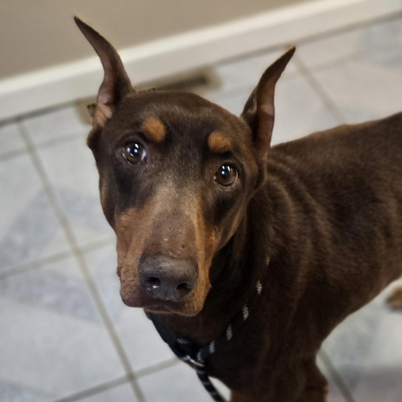 Enlarge Shrek, an adopted Doberman Pinscher in Normal, IL image 2/4