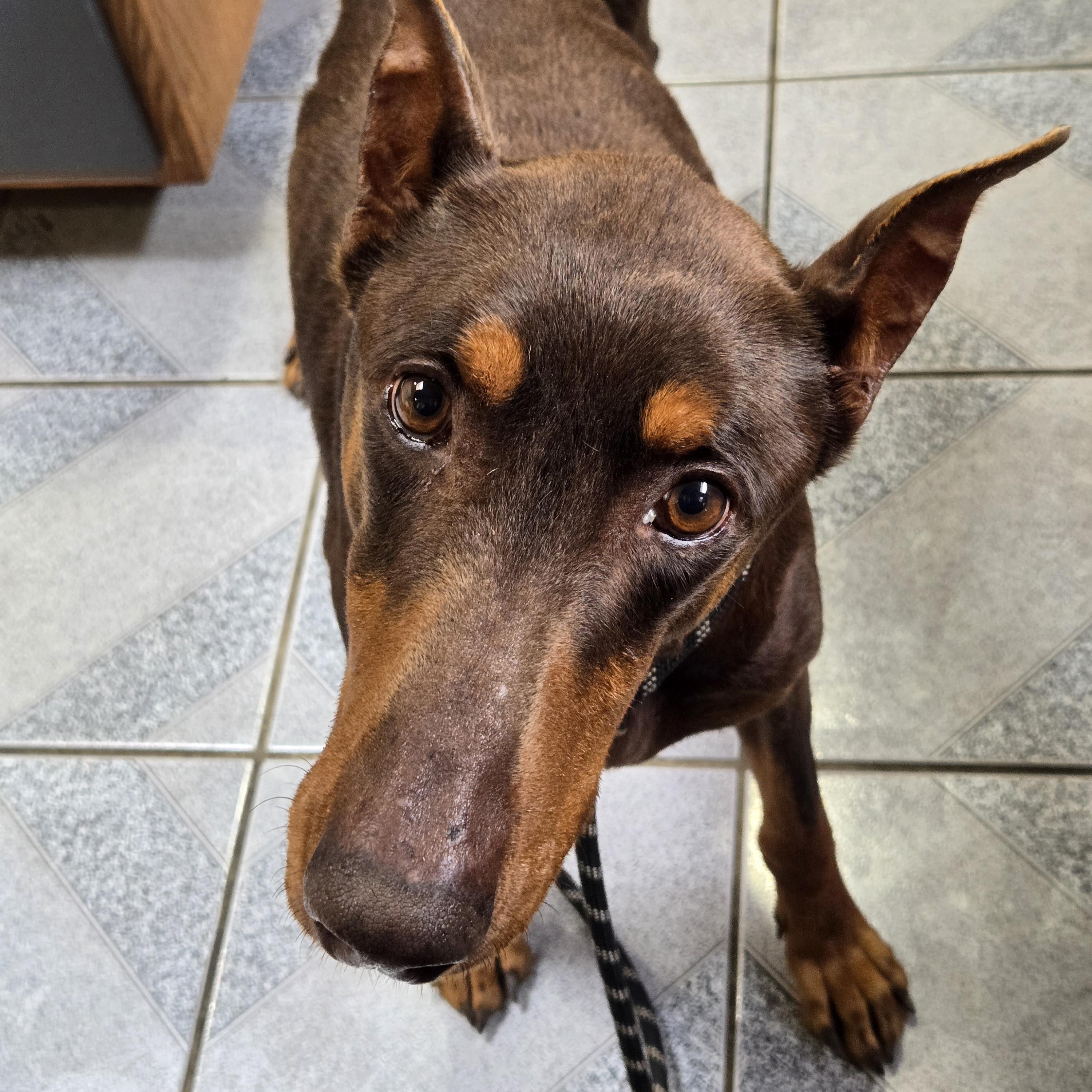 Enlarge Shrek, an adopted Doberman Pinscher in Normal, IL image 1/4