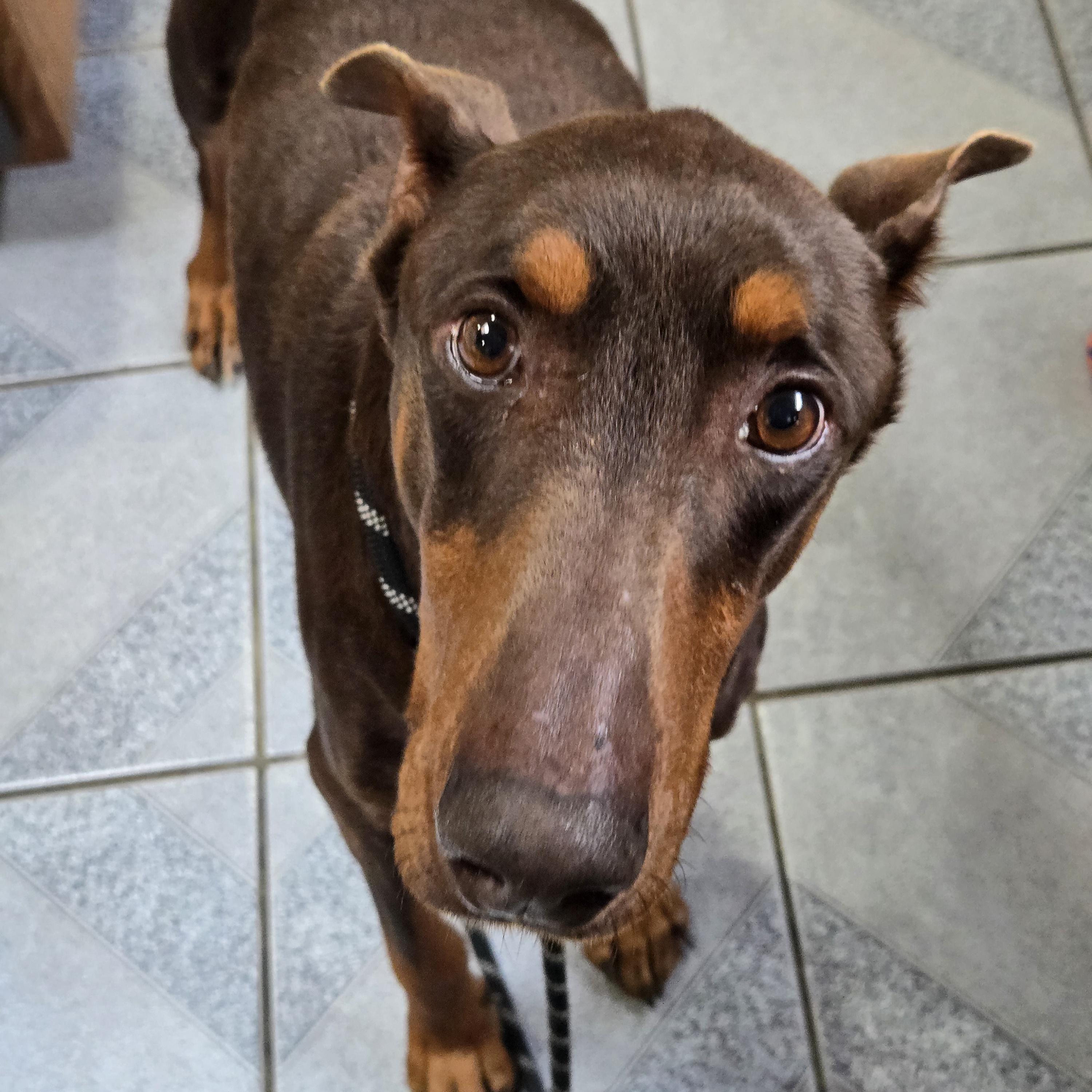 Enlarge Shrek, an adopted Doberman Pinscher in Normal, IL image 4/4