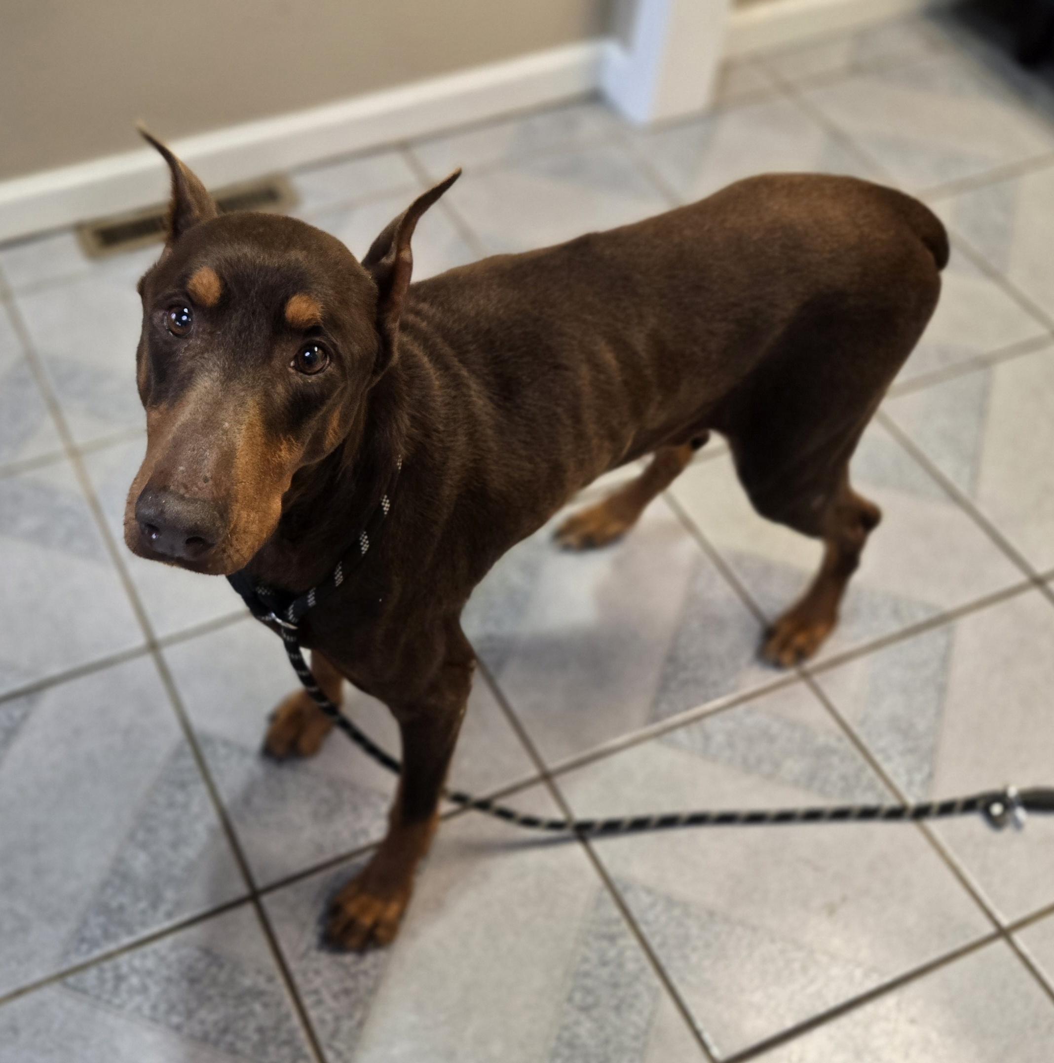 Enlarge Shrek, an adopted Doberman Pinscher in Normal, IL image 3/4