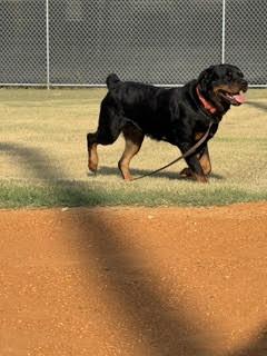 Enlarge Daisy Duke, a Adoptable Rottweiler in Hillsboro, NH image 1/3