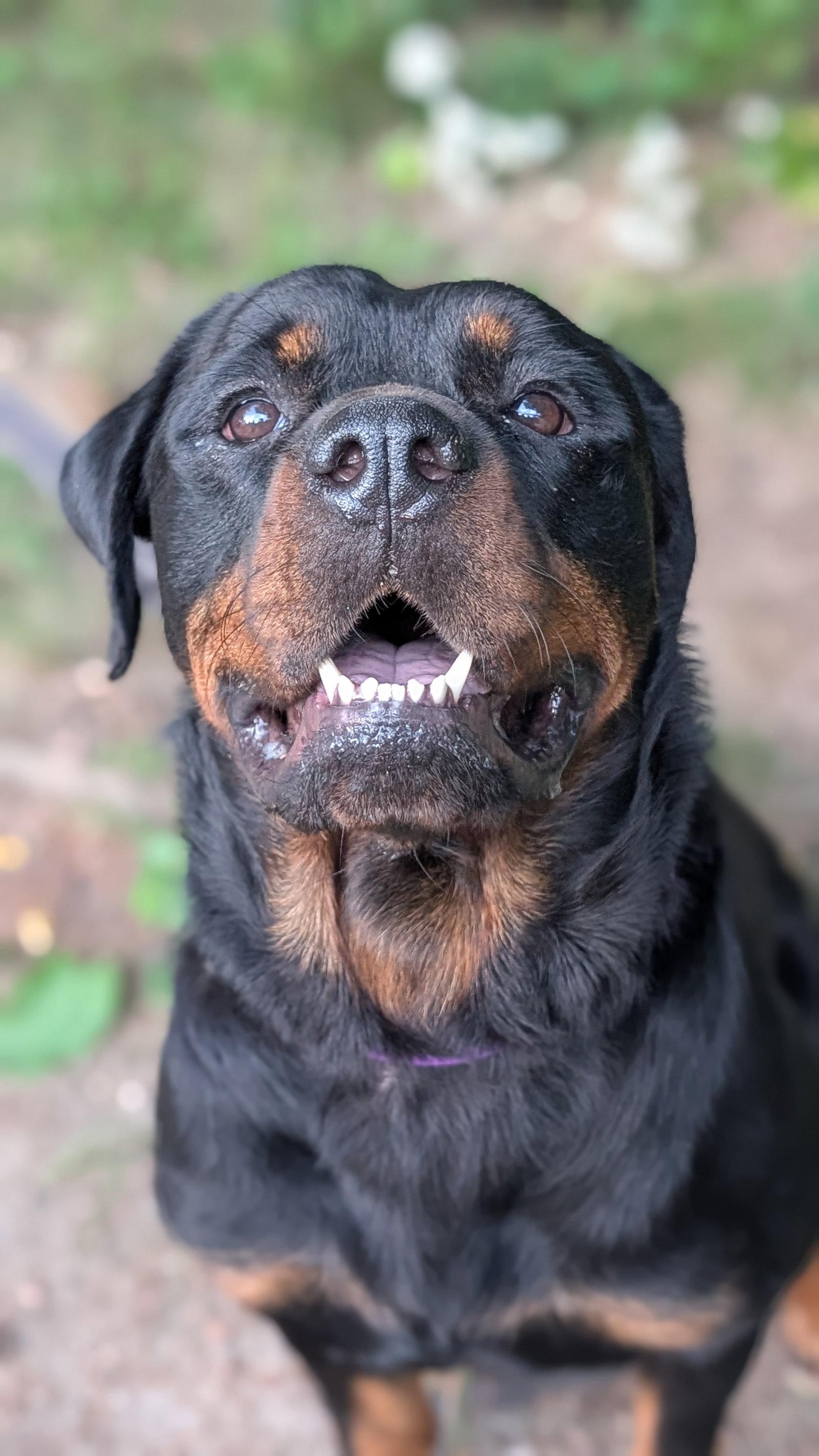Enlarge Daisy Duke, a Adoptable Rottweiler in Hillsboro, NH image 2/3