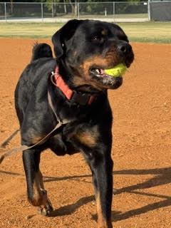 Enlarge Daisy Duke, a Adoptable Rottweiler in Hillsboro, NH image 3/3