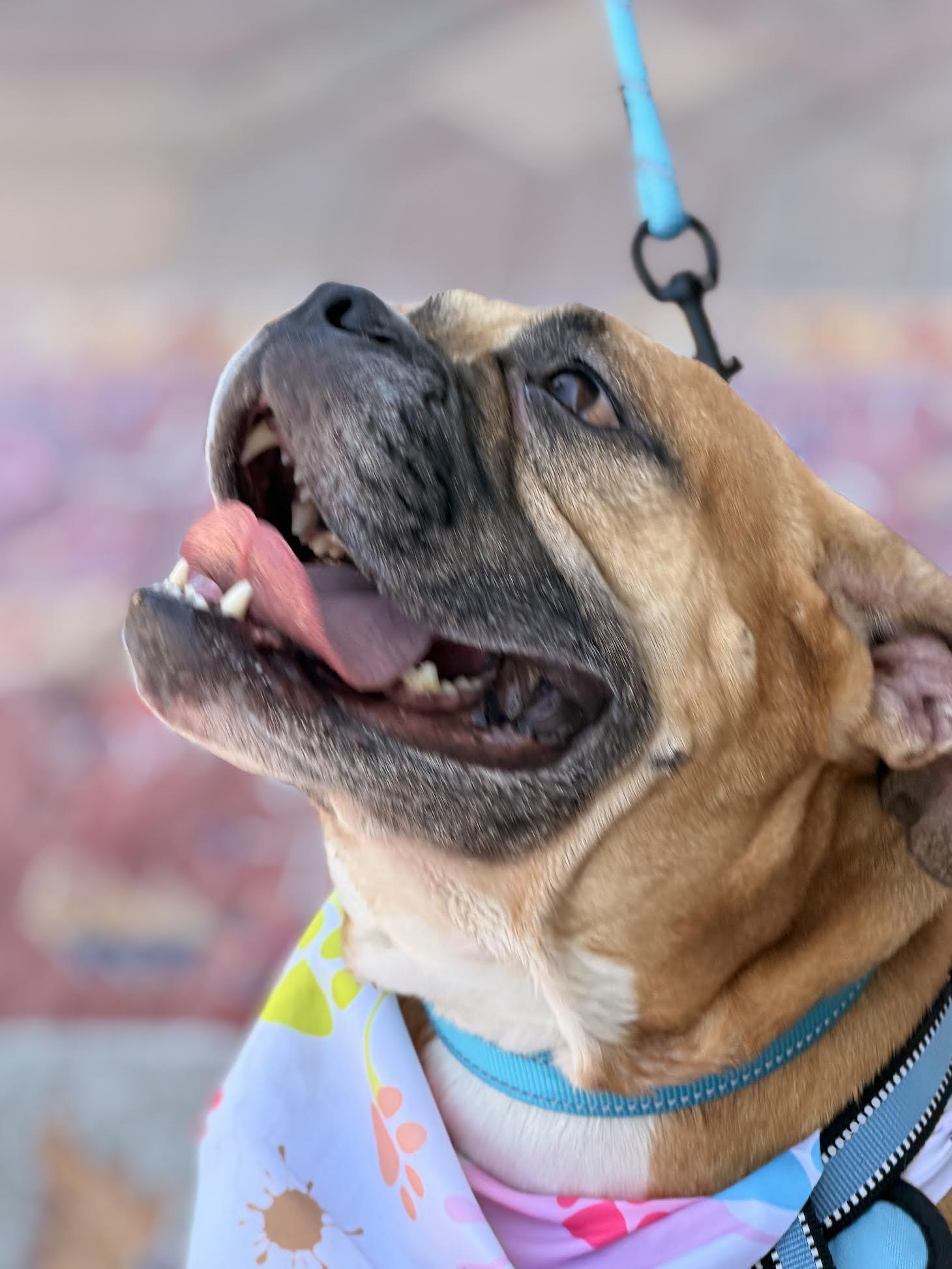 HONEY, ADOPTABLE, Adult Female Bulldog.