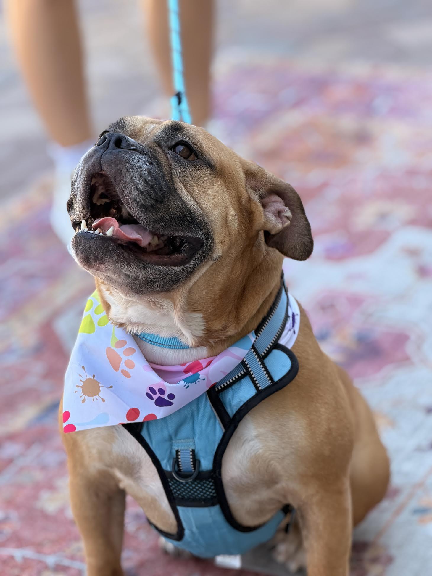 HONEY, a ADOPTABLE Bulldog in Las Vegas, NV image 2/3