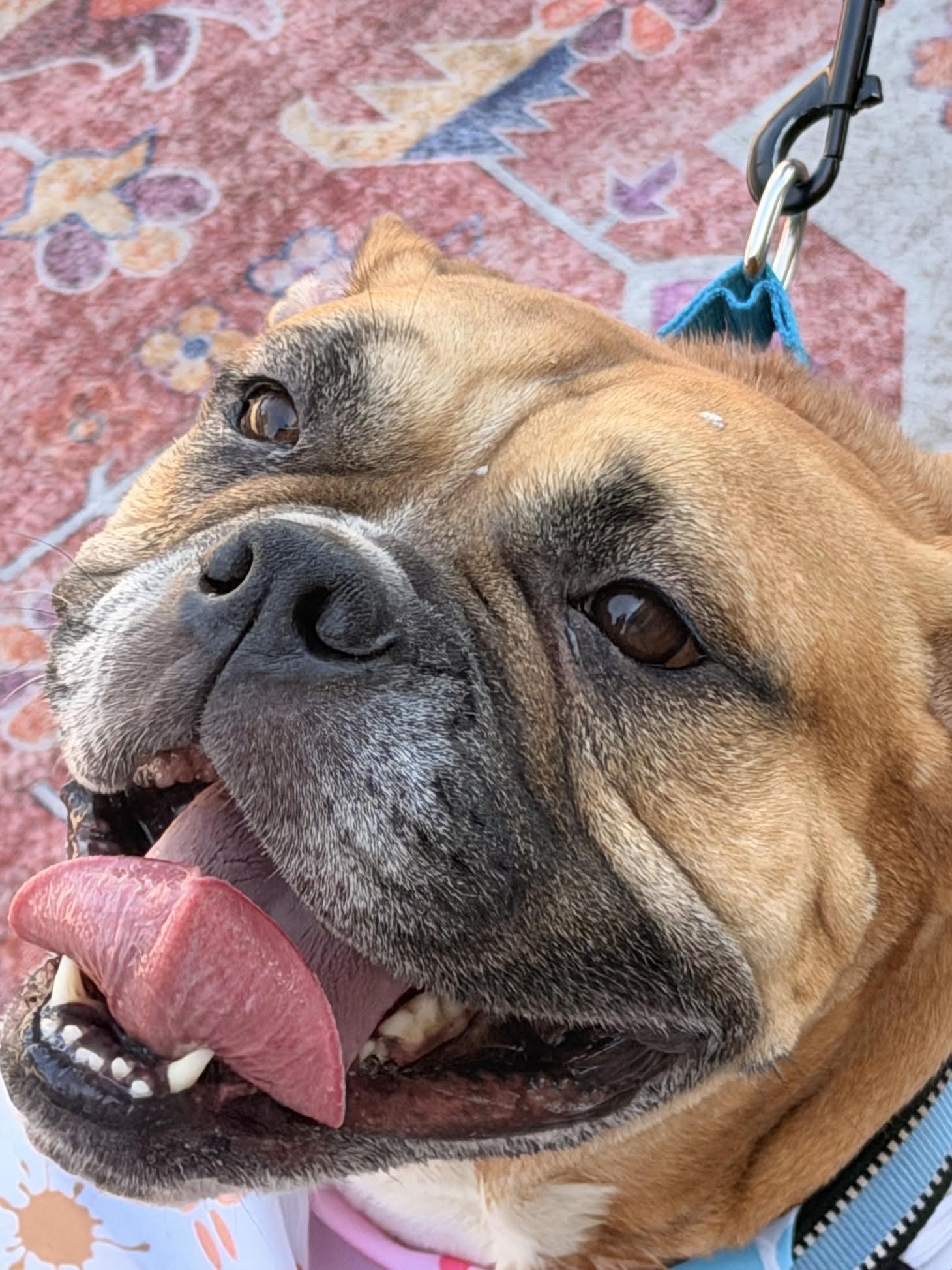 HONEY, a ADOPTABLE Bulldog in Las Vegas, NV image 3/3