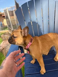 Enlarge Sage, a Adopted French Bulldog in Mesa, AZ image 1/6