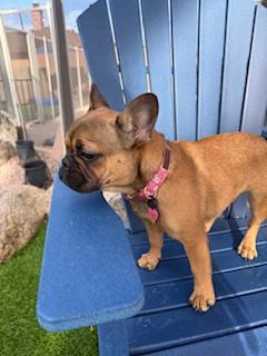 Enlarge Sage, a Adopted French Bulldog in Mesa, AZ image 2/6