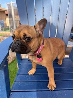 Enlarge Sage, a Adopted French Bulldog in Mesa, AZ image 3/6