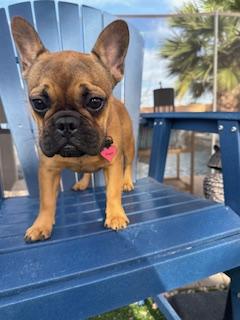 Enlarge Sage, a Adopted French Bulldog in Mesa, AZ image 6/6