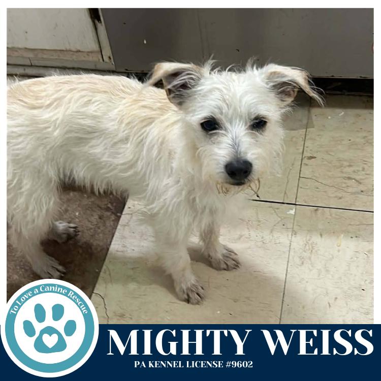 Mighty Weiss thumbnail 2