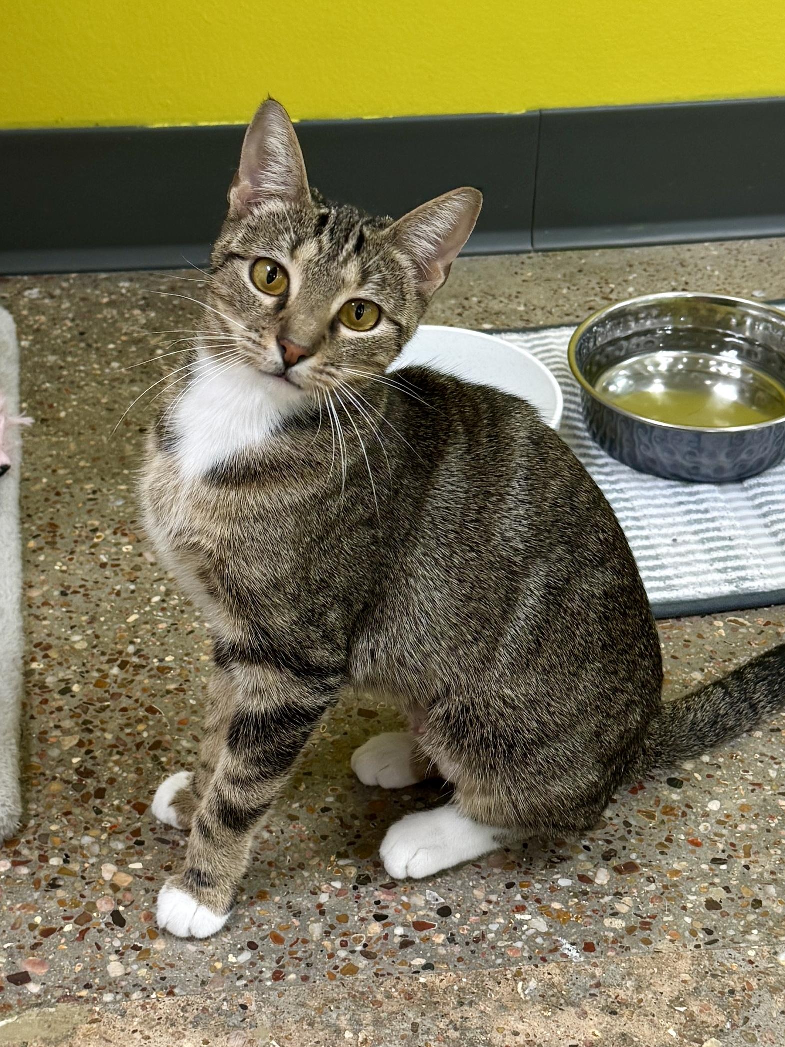 Meadow (teeny weeny), a Adoptable Domestic Short Hair in Houston, TX image 3/6