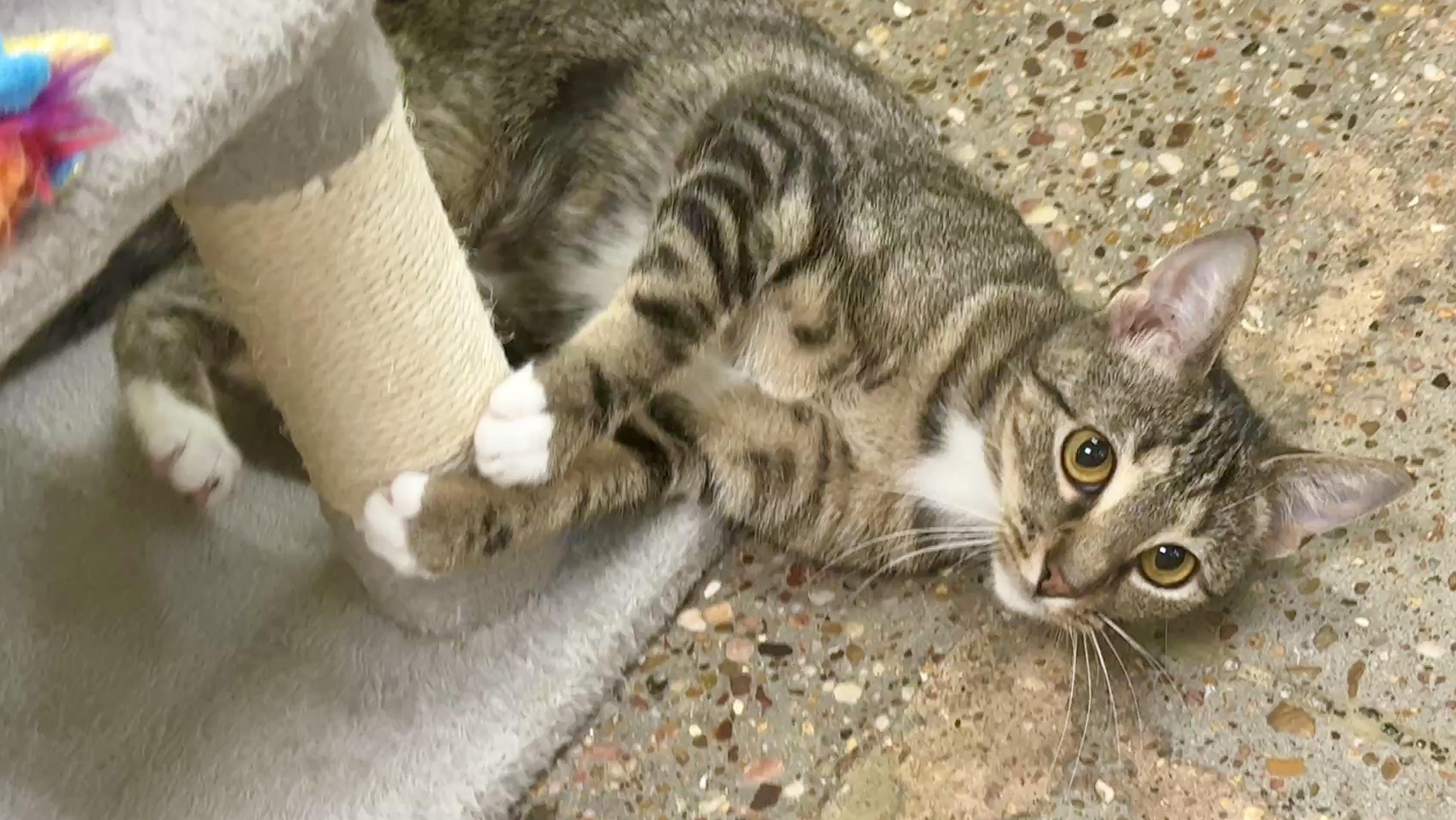 Meadow (teeny weeny), a Adoptable Domestic Short Hair in Houston, TX image 4/6