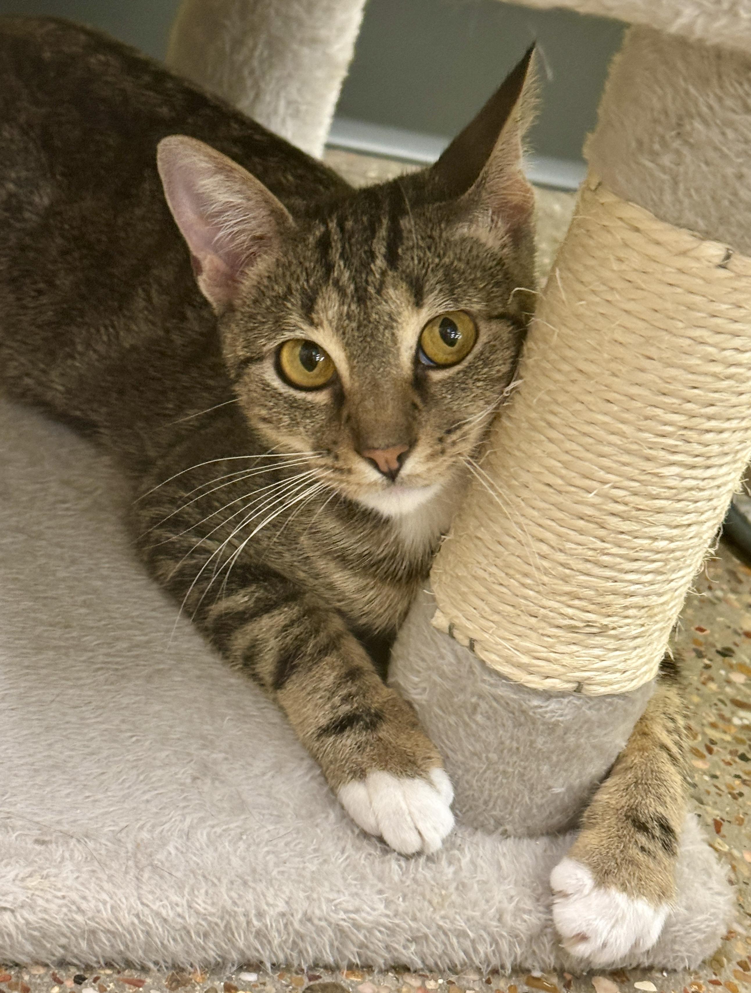 Meadow (teeny weeny), a Adoptable Domestic Short Hair in Houston, TX image 5/6