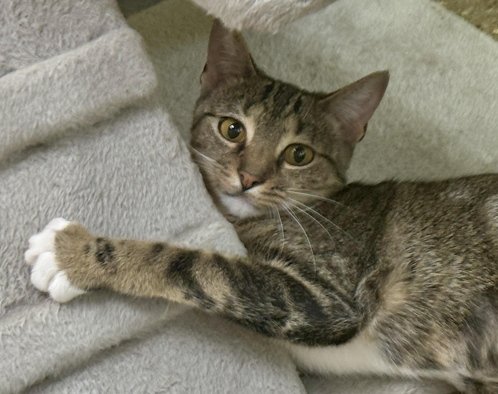 Meadow (teeny weeny), Adoptable, Young Female Domestic Short Hair.