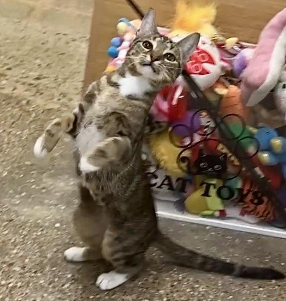 Meadow (teeny weeny), a Adoptable Domestic Short Hair in Houston, TX image 6/6