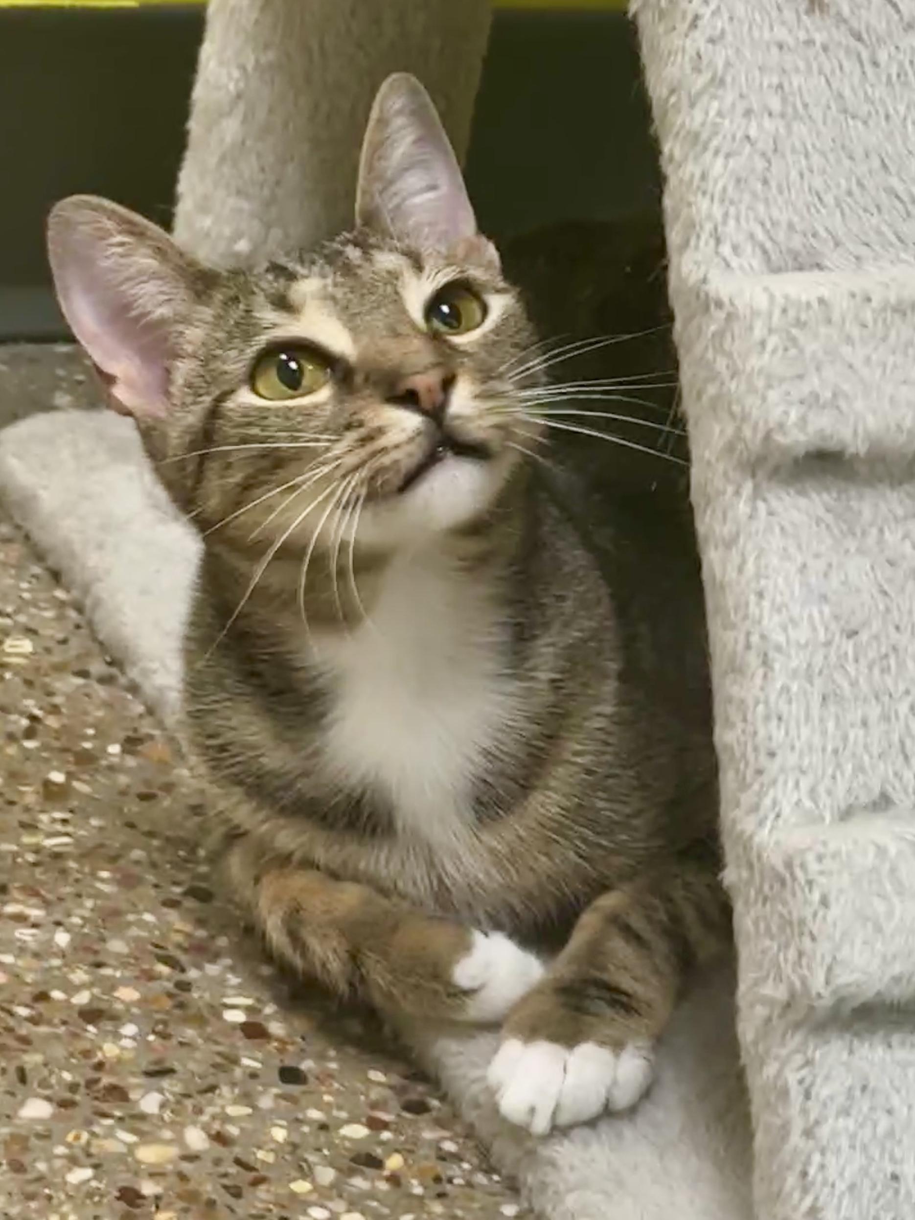 Meadow (teeny weeny), a Adoptable Domestic Short Hair in Houston, TX image 2/6