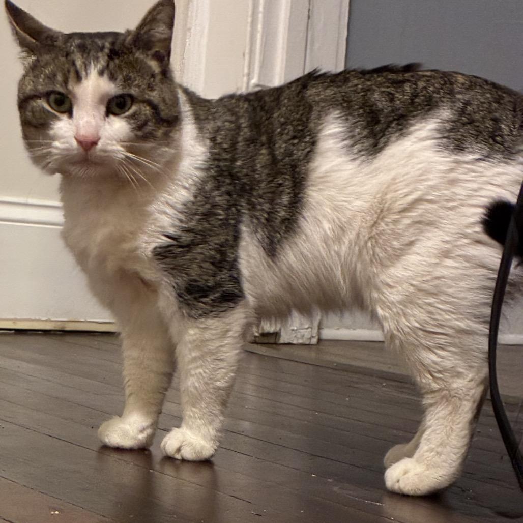 Little Guy, Adoptable, Young Male Domestic Short Hair.