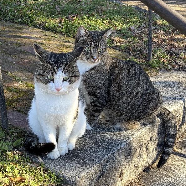 Little Guy, a Adoptable Domestic Short Hair in Mocksville, NC image 2/2