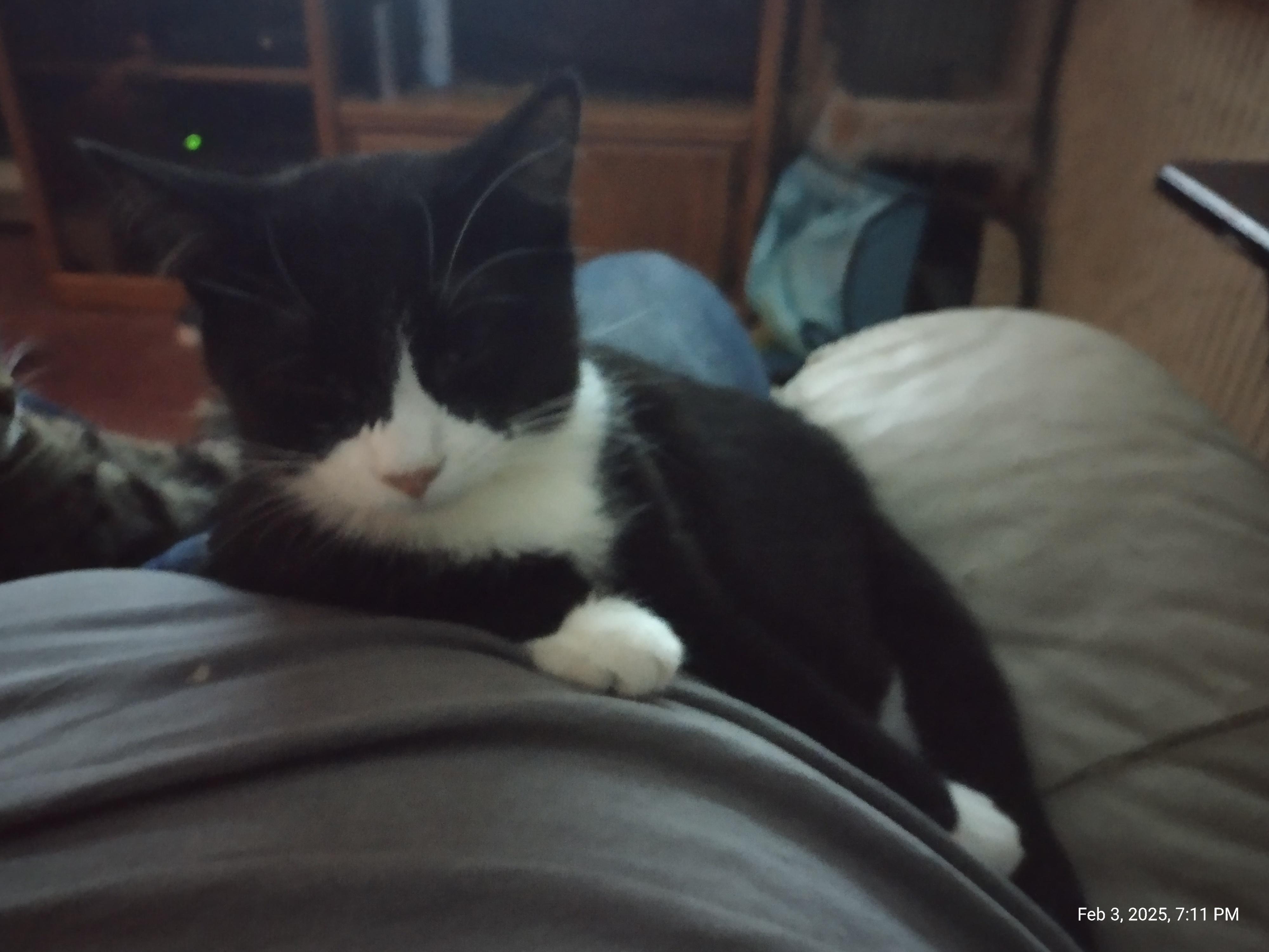Orie, Young Male Tuxedo