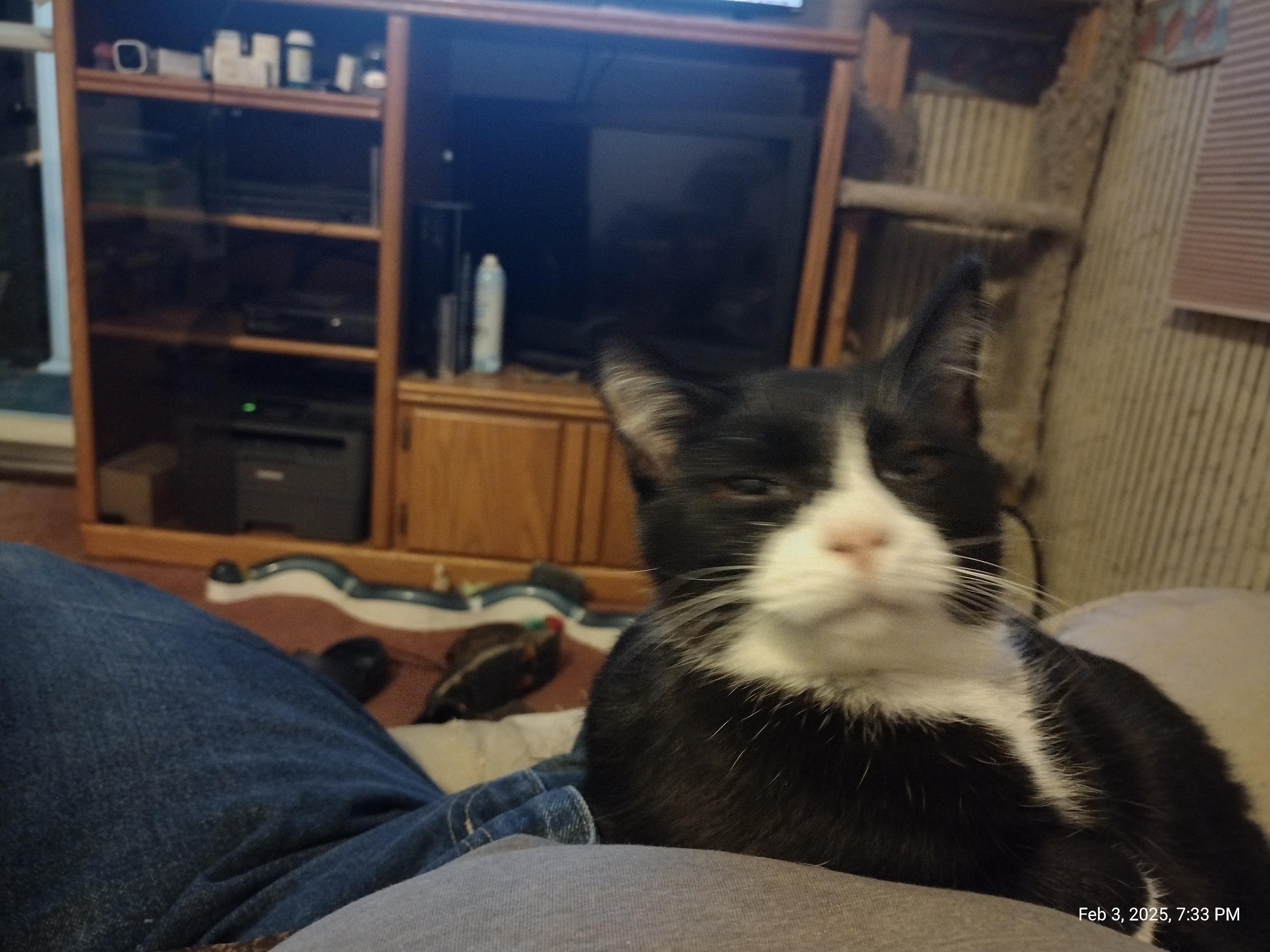 Enlarge Orie, a Adoptable mixed breed in Saint Albans, WV image 2/2