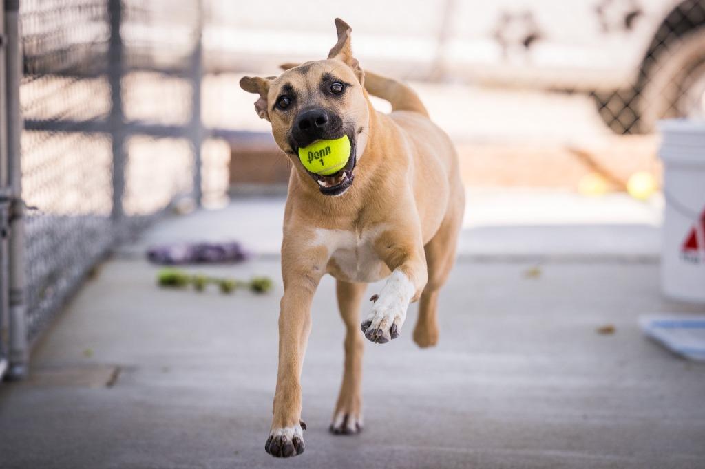 Hazel, a Adoptable mixed breed in Twentynine Palms, CA image 2/6
