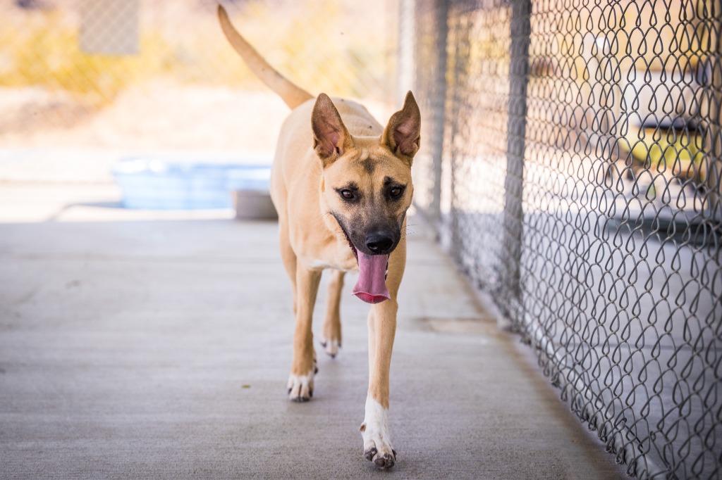 Hazel, a Adoptable mixed breed in Twentynine Palms, CA image 3/6